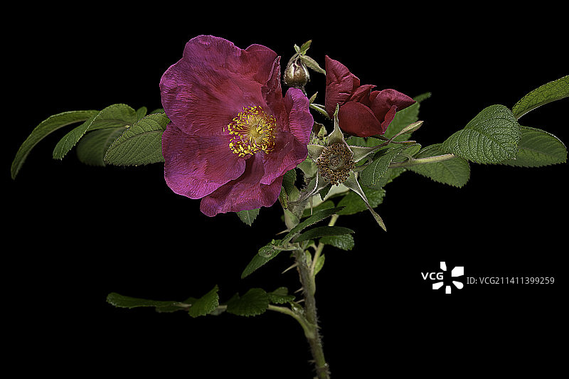 皱叶玫瑰品种图片素材