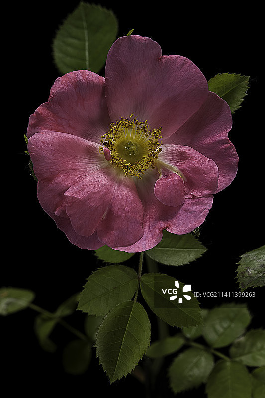 艾米·罗伯萨特欧洲刺蔷薇（甜蔷薇；欧洲野蔷薇）图片素材