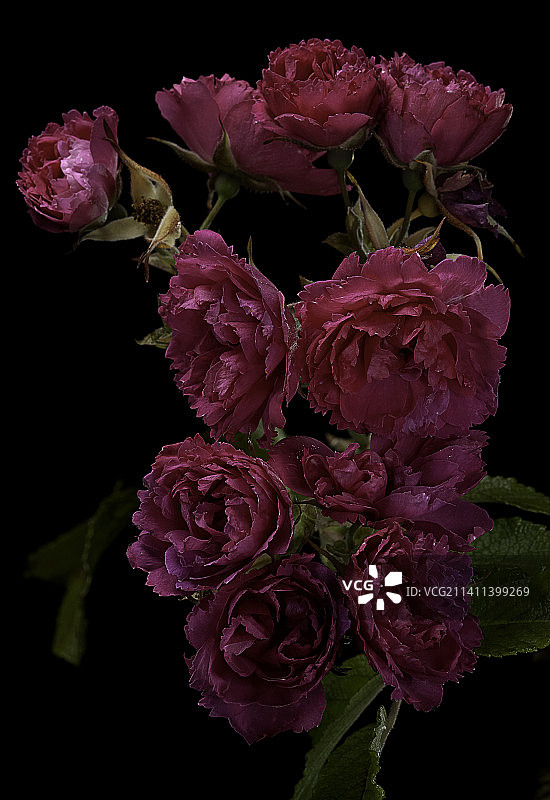 玫瑰 ‘F.J. Grootendorst’图片素材