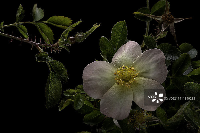 磨坊蔷薇图片素材