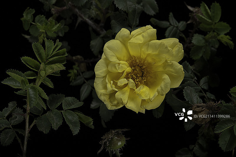 ‘Double Yellow’ 刺蔷薇图片素材