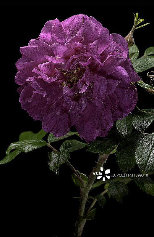 Kaserin des Nordens玫瑰图片素材