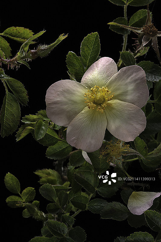 磨坊蔷薇图片素材