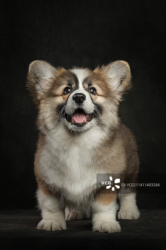 雕色柯基犬图片素材