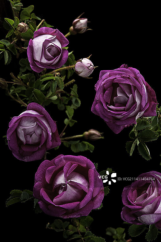 刺蔷薇图片素材