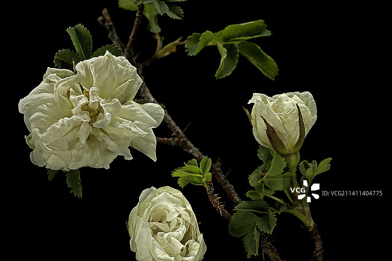 Marmorata蔓蔷薇图片素材