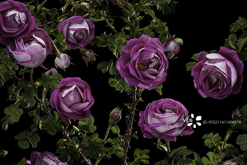 刺蔷薇图片素材