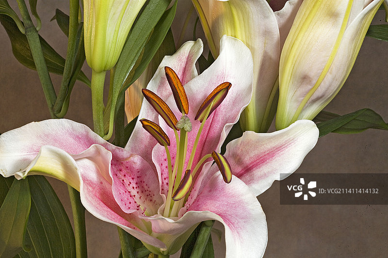 香水百合图片素材