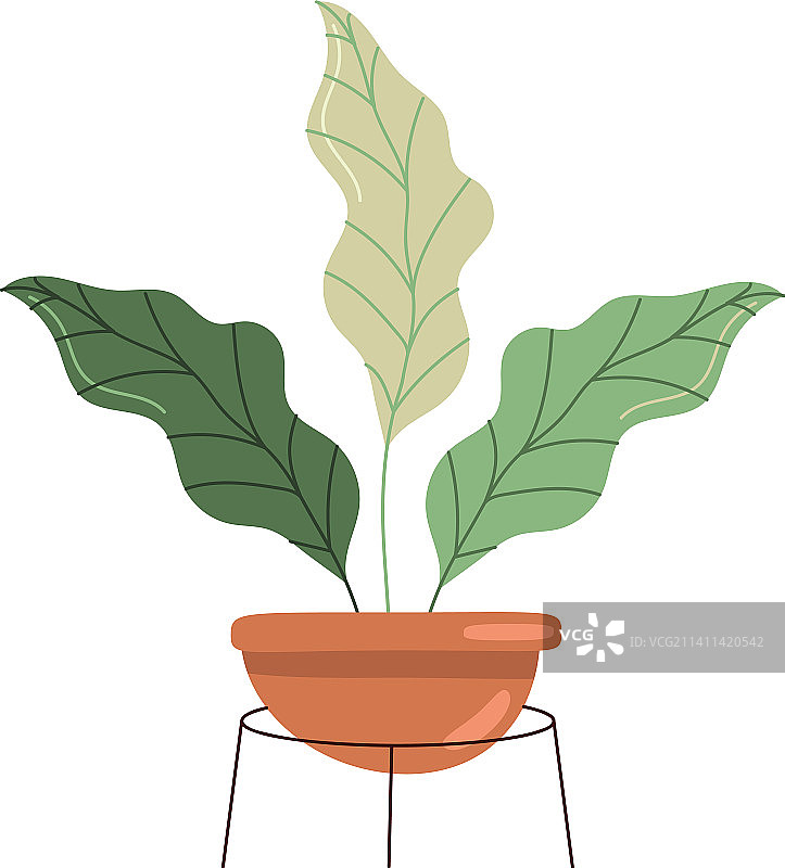 盆栽植物图片素材