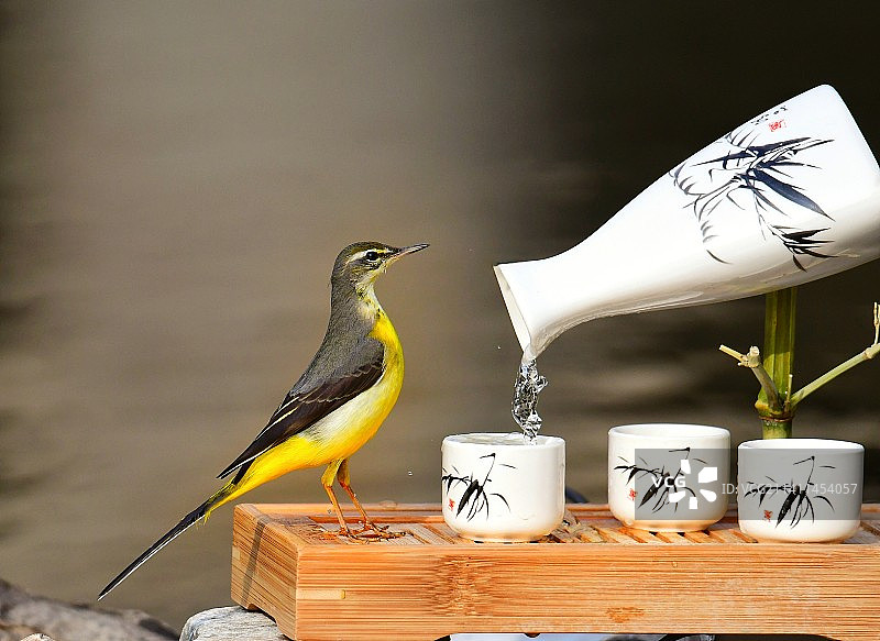 灰鹡鸰摆拍图片素材