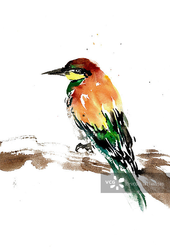 彩色的小鸟图片素材