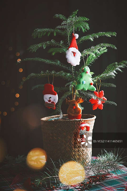 南洋杉图片素材