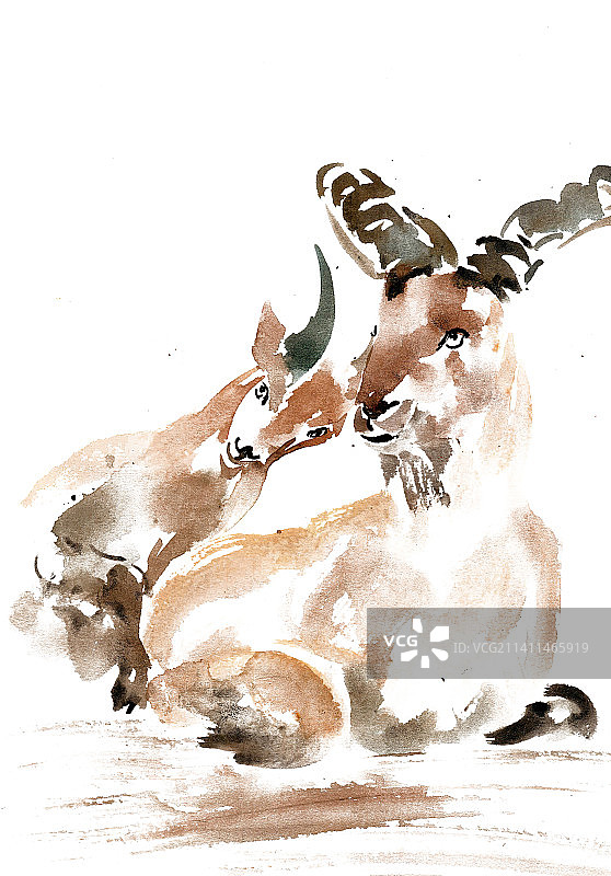 依偎的小羊图片素材