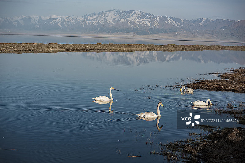 赛里木湖蓝天白鹅图片素材