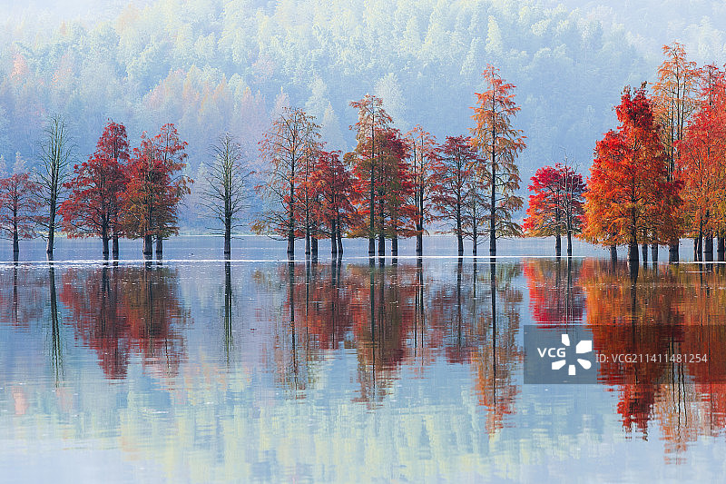 《秋染奇墅湖》图片素材