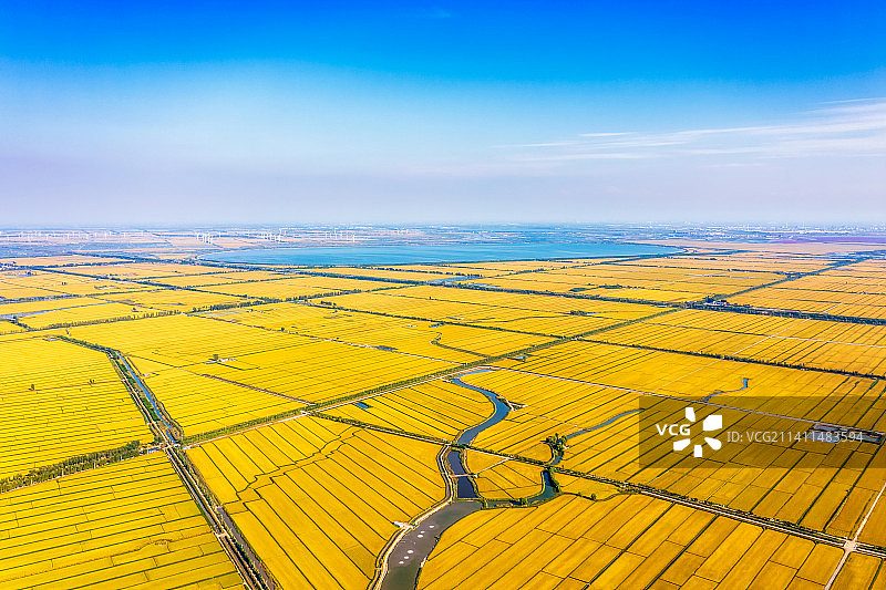 辽宁省盘锦市辽河口金色水稻田秋季航拍图片素材