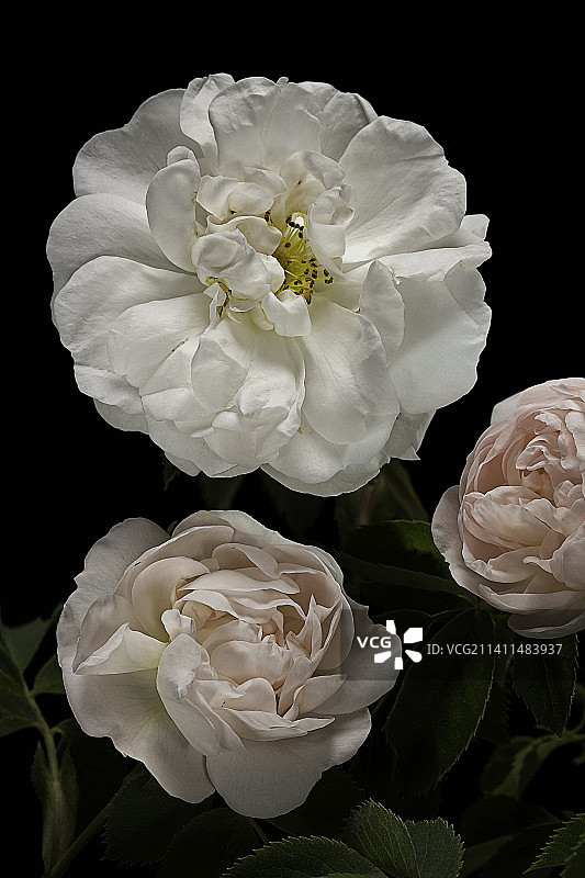 ' Jeanne d' arc '(约克白玫瑰)图片素材