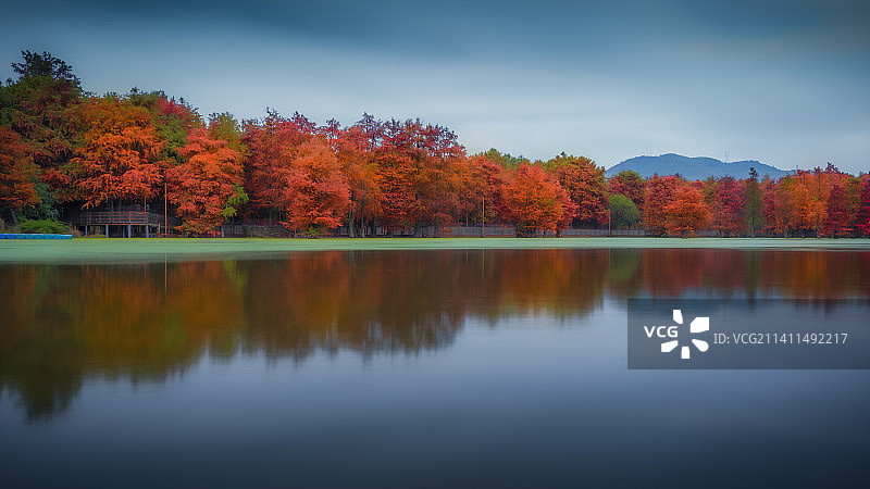 杭州临安青山湖水杉图片素材