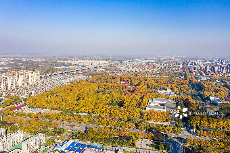 航拍河南郑州黄河迎宾馆法国梧桐树林 金黄色法桐林 秋季林荫大道图片素材