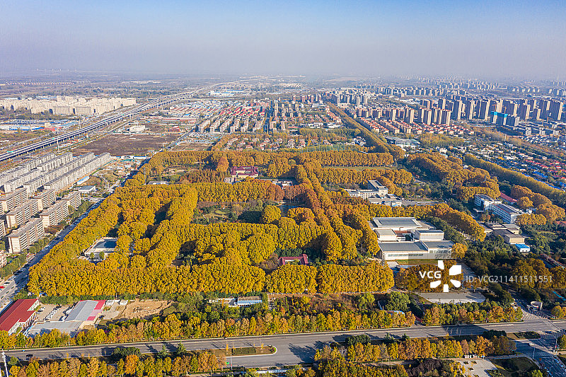 航拍河南郑州黄河迎宾馆法国梧桐树林 金黄色法桐林 秋季林荫大道图片素材
