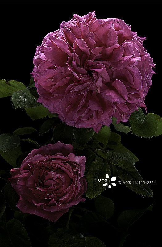 普罗旺斯玫瑰图片素材