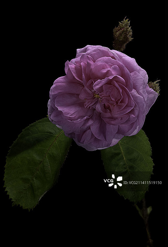 卷心玫瑰与苔藓玫瑰图片素材