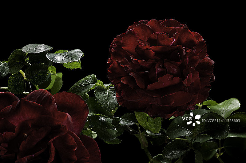 罗莎X大马士革‘托尔’(大马士革玫瑰，卡斯蒂利亚玫瑰)图片素材