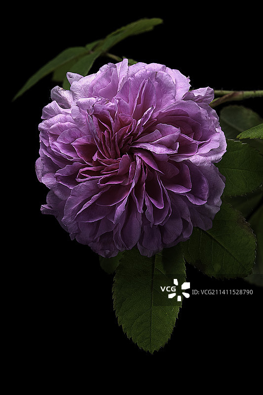 “红绫”(绫玫瑰，卡斯蒂利亚玫瑰)图片素材