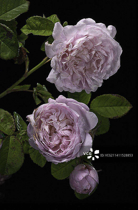 突厥蔷薇图片素材