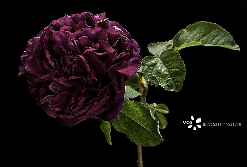 靛蓝波特兰蔷薇图片素材