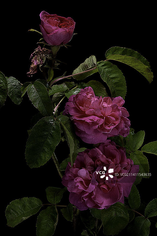 波特兰玫瑰图片素材