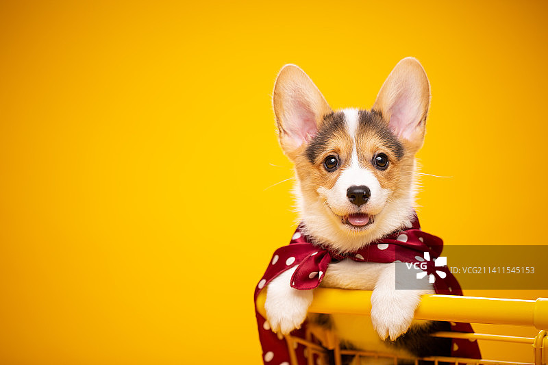 德文猫纯色背景图片素材