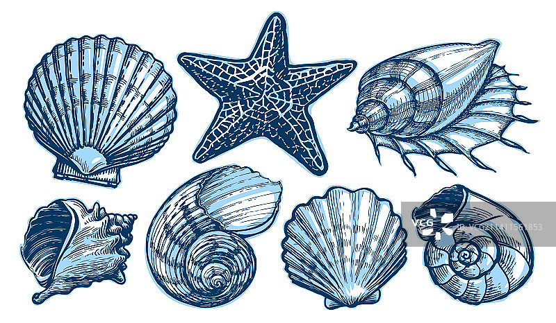 贝壳和海星海洋概念套装图片素材