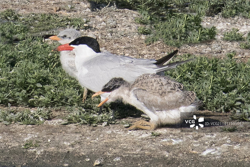 里海燕鸥与雏鸟图片素材