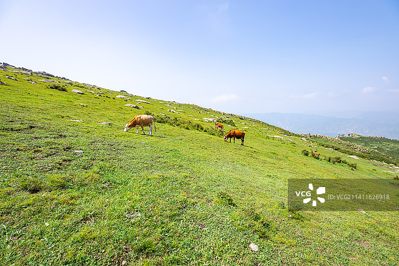 河北省冰山梁景区山坡上的牛在散步吃草图片素材