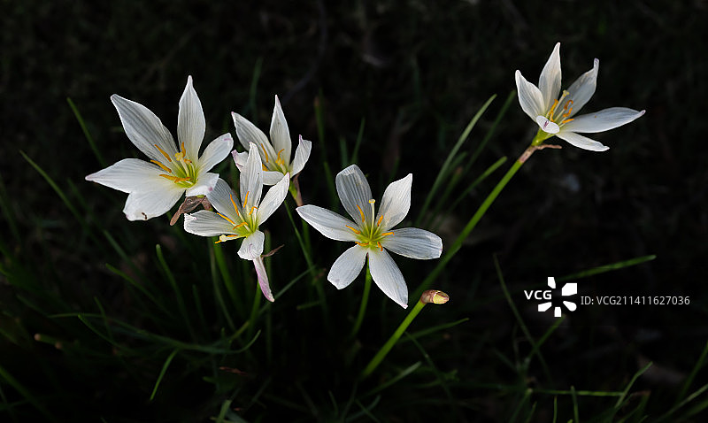 葱莲花朵特写图片素材