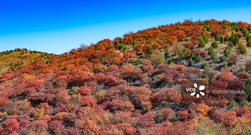 秋天北京舞彩浅山漫山红叶图片素材
