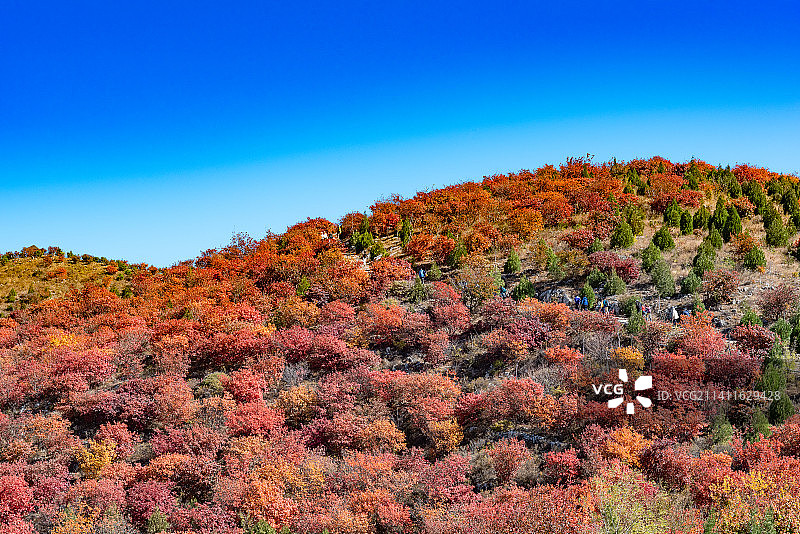 秋天北京舞彩浅山漫山红叶图片素材
