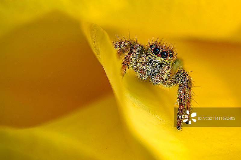 华为mate50RS拍跳蛛图片素材