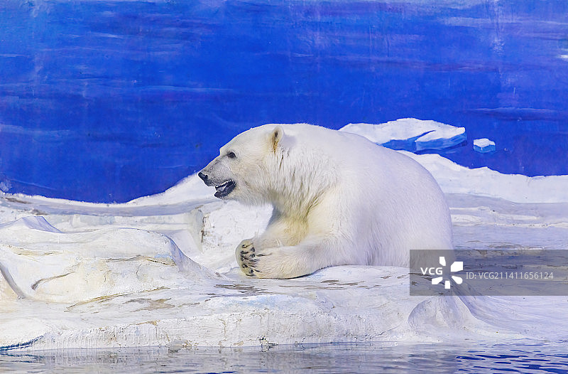 天津海昌极地海洋公园里的北极熊图片素材