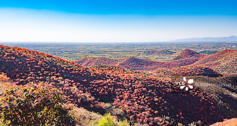 秋天北京顺义舞彩浅山漫山红叶图片素材
