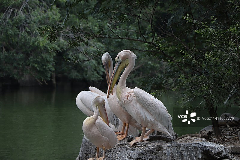 白鹈鹕图片素材