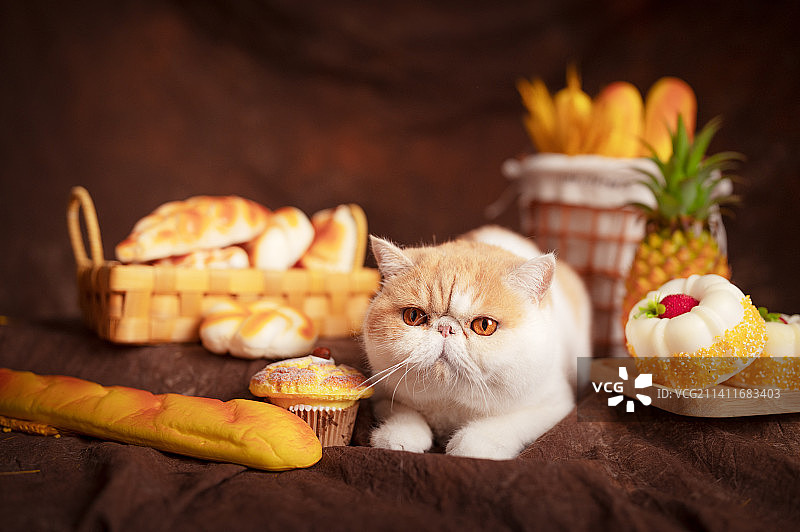 田园美食风加菲猫图片素材