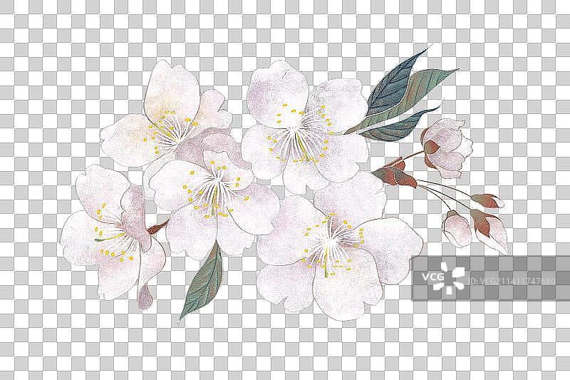 肌理岩彩风格植物系列樱花免抠元素 素材图片素材