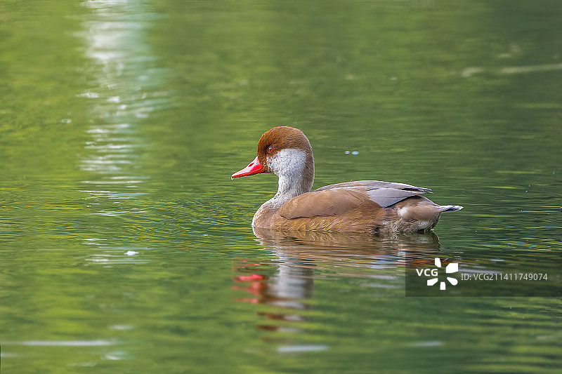 赤嘴潜鸭图片素材