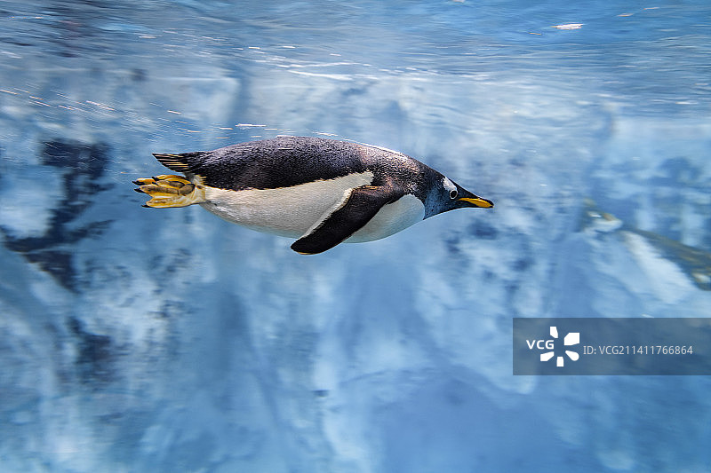 快乐的企鹅图片素材