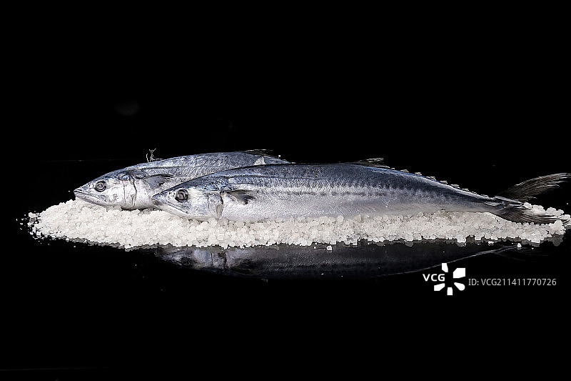 黑底上的新鲜鲅鱼图片素材