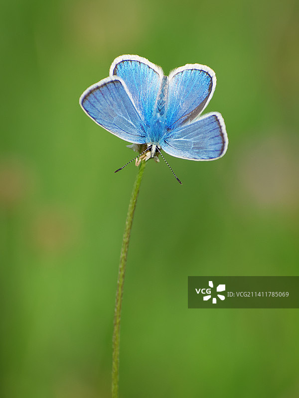 花上的蝴蝶特写，斯洛文尼亚图片素材