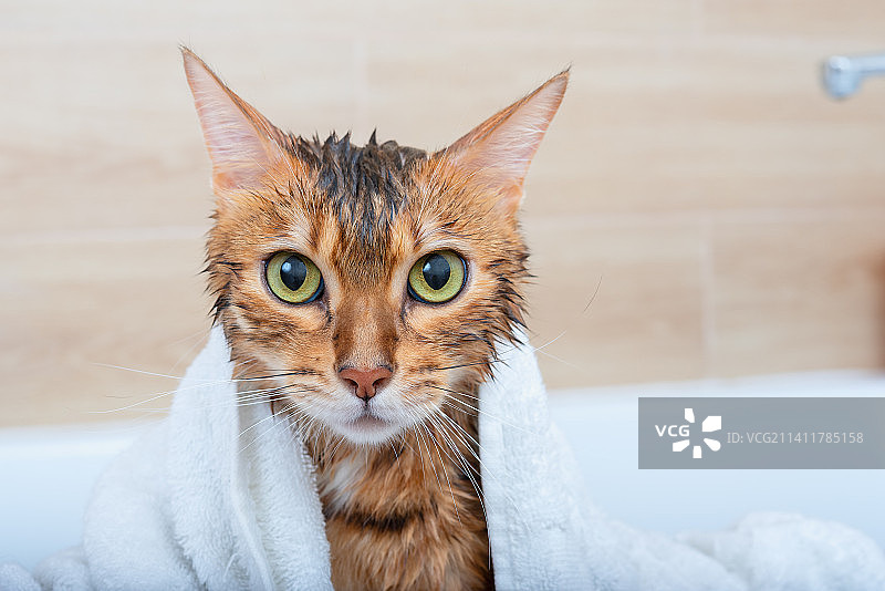 肩披毛巾的孟加拉猫，土耳其安塔利亚阿兰亚图片素材