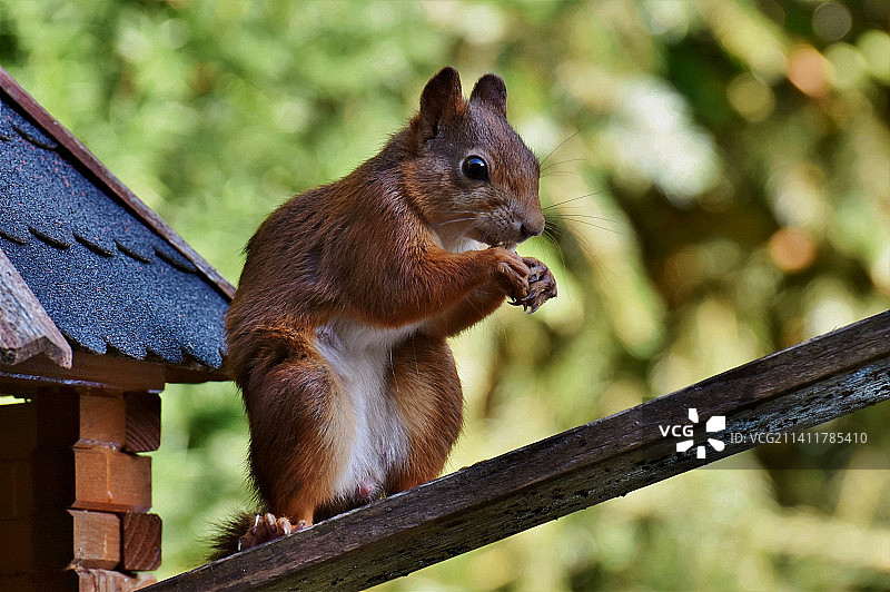 也门栏杆上吃花生米的美洲红松鼠特写图片素材
